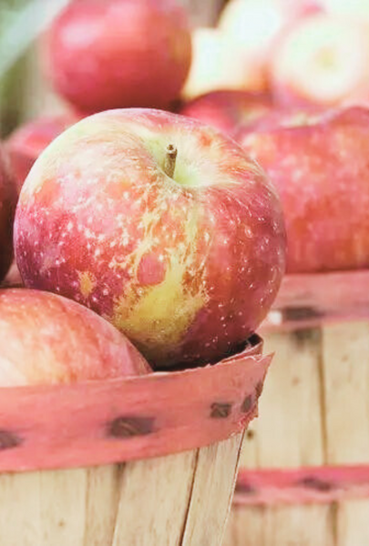 Sacred Orchard: Cinnamon + Apple + Vanilla