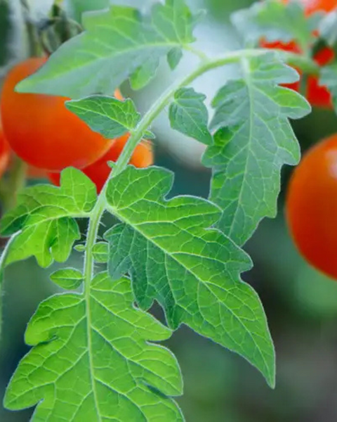 Tomato Leaf: Lemon Peel + Basil + Moss