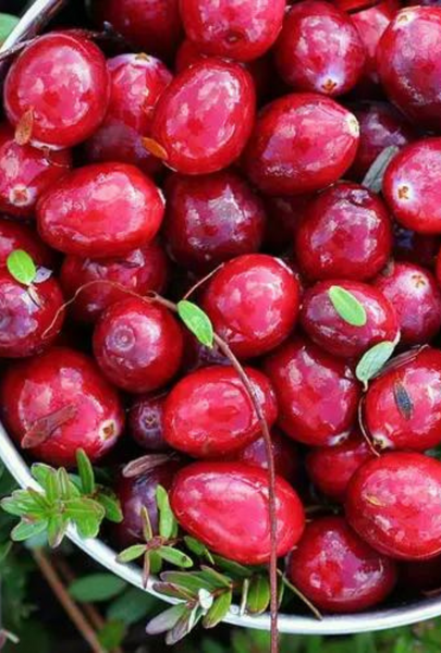 Wild Berry Forest: Red Currant + Black Currant + Fir