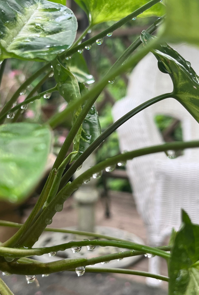 Rainwater: Green Leaves + Lily of the Valley + Sandalwood