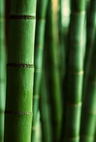 Himalayan Bamboo: Aloe + Bamboo+ Moss
