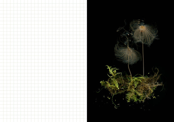 Dandelion seeds on a black background with grid pattern on the left