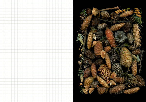 Assorted pine cones and dried herbs on a black background