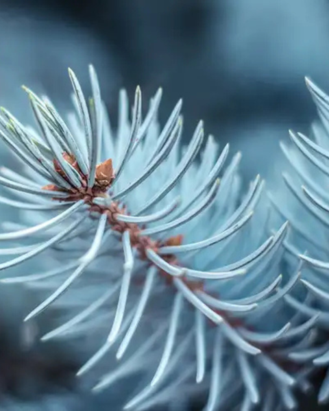 Peace on Pine: Eucalyptus + Spruce + Cedar