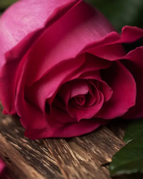 After Dark | Dark Floral · Warm Resin