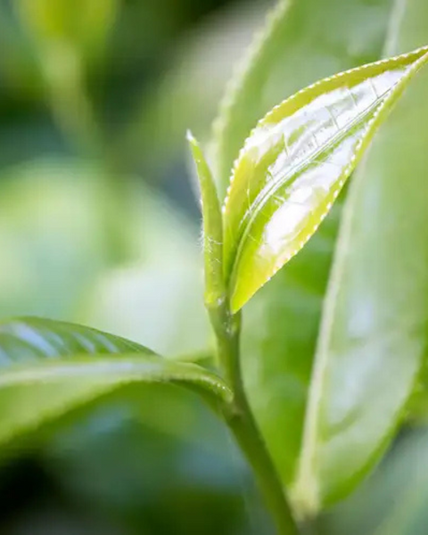 White Tea: Mandarin + Jasmine + White Tea