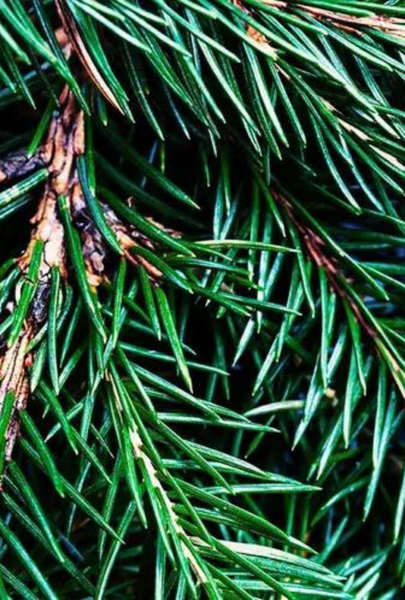 Fraser Fir: Cypress + Evergreen + Fir